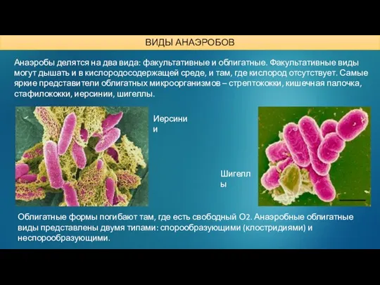 Анаэробы делятся на два вида: факультативные и облигатные. Факультативные виды