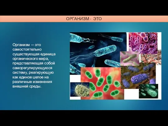 Организм — это самостоятельно существующая единица органического мира, представляющая собой