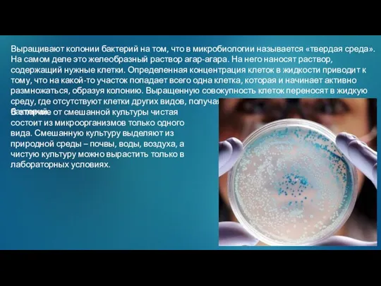 Выращивают колонии бактерий на том, что в микробиологии называется «твердая