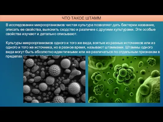 В исследовании микроорганизмов чистая культура позволяет дать бактерии название, описать