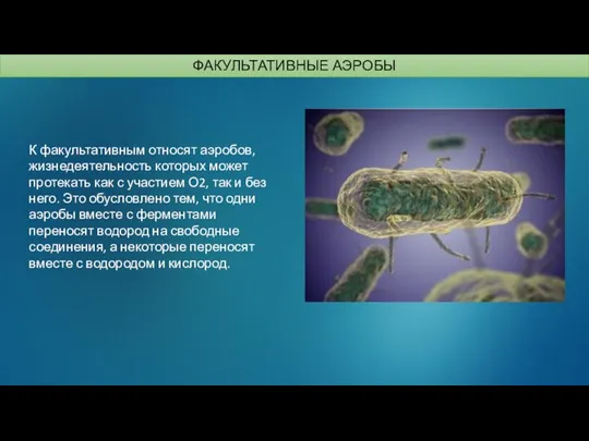 К факультативным относят аэробов, жизнедеятельность которых может протекать как с