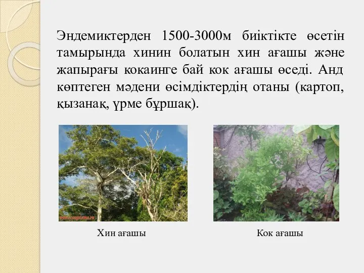 Эндемиктерден 1500-3000м биіктікте өсетін тамырында хинин болатын хин ағашы және