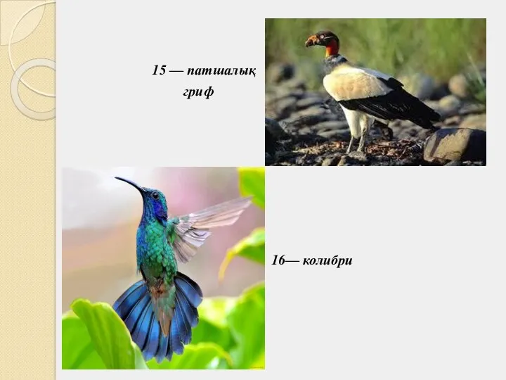 15 — патшалық гриф 16— колибри