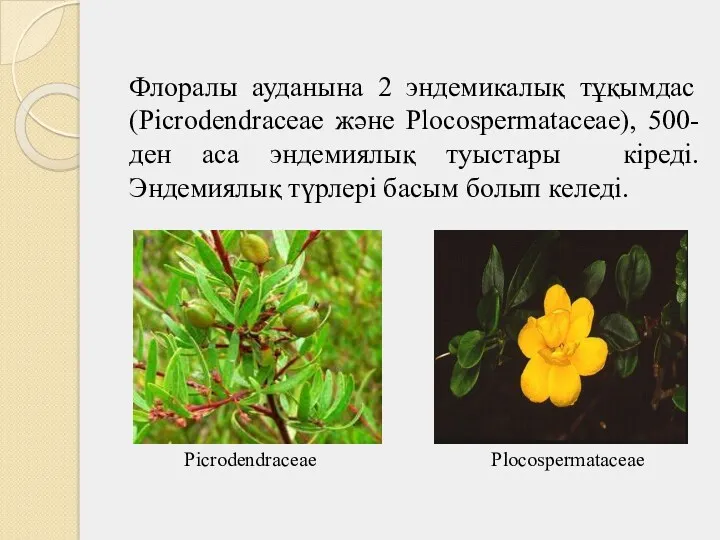 Флоралы ауданына 2 эндемикалық тұқымдас (Picrodendraceae және Plocospermataceae), 500-ден аса