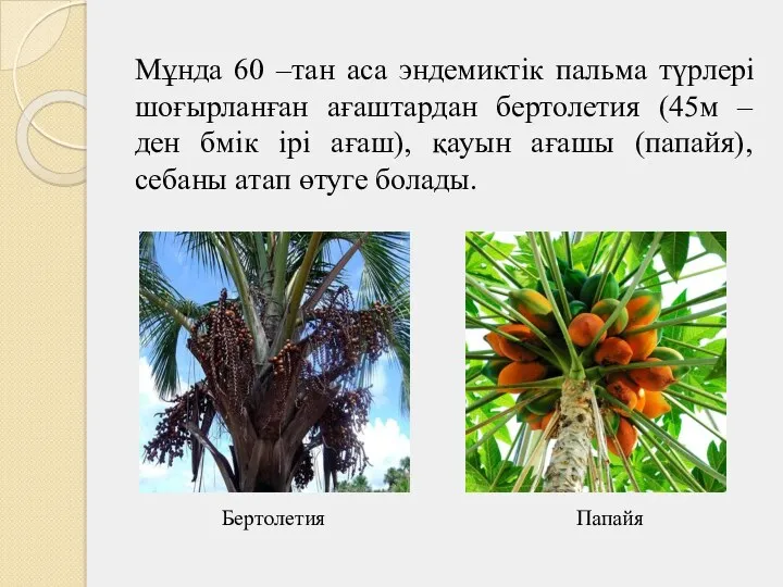 Мұнда 60 –тан аса эндемиктік пальма түрлері шоғырланған ағаштардан бертолетия