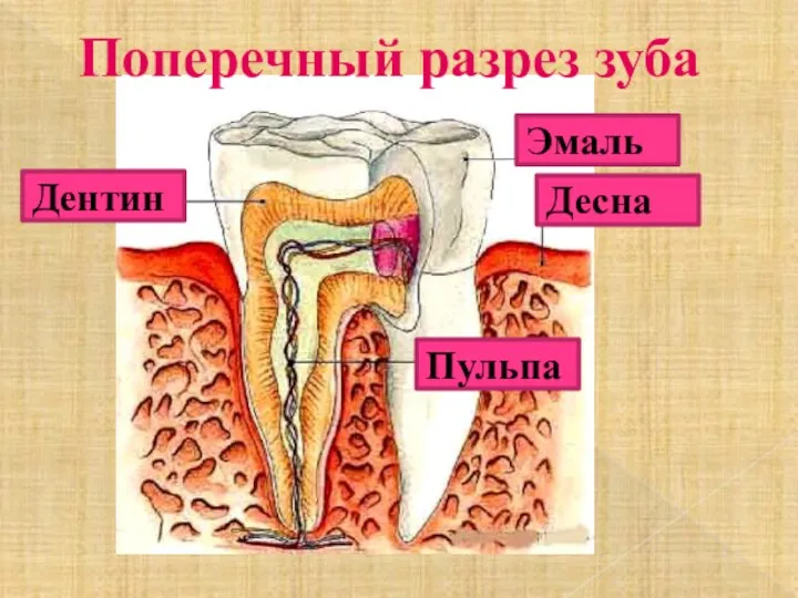 Поперечный разрез зуба Пульпа Дентин Эмаль Десна