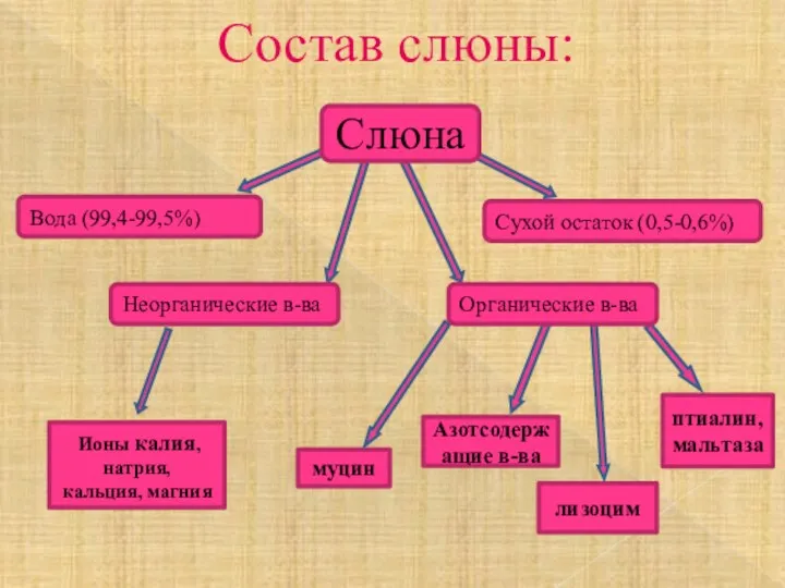 Состав слюны: Ионы калия, натрия, кальция, магния муцин Азотсодержащие в-ва