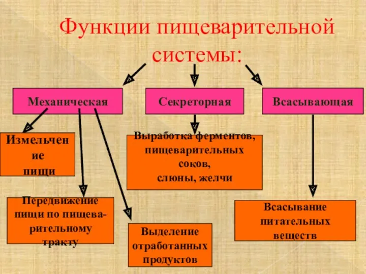 Функции пищеварительной системы: Механическая Секреторная Всасывающая Измельчение пищи Передвижение пищи