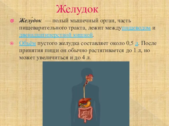 Желудок Желу́док — полый мышечный орган, часть пищеварительного тракта, лежит