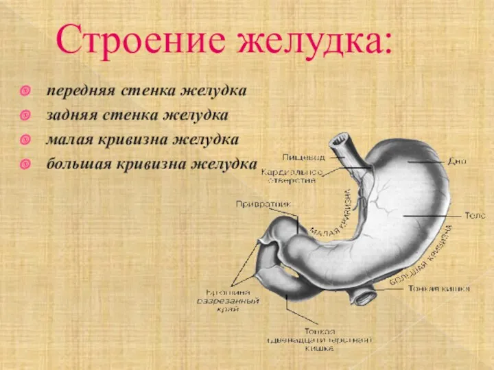 Строение желудка: передняя стенка желудка задняя стенка желудка малая кривизна желудка большая кривизна желудка