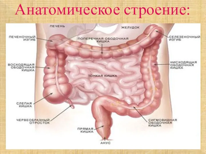 Анатомическое строение: