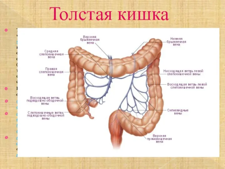 Толстая кишка Толстая кишка - это нижняя, оконечная часть пищеварительного