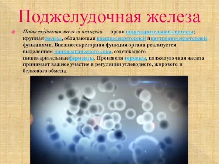 Поджелудочная железа Поджелу́дочная железа́ человека — орган пищеварительной системы; крупная