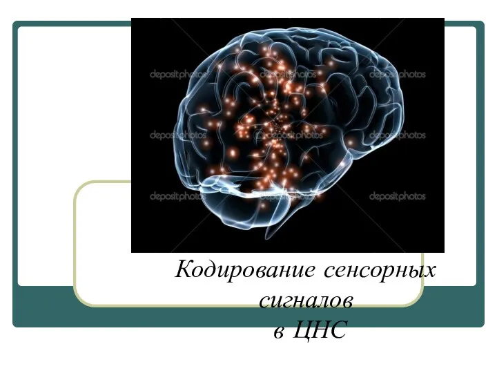 Кодирование сенсорных сигналов в ЦНС
