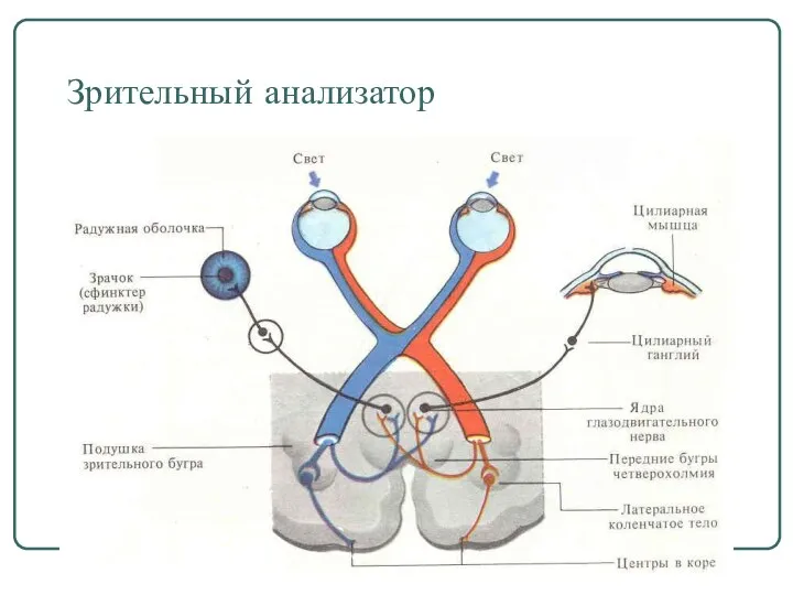 Зрительный анализатор