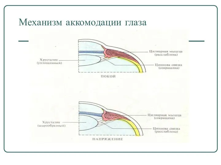 Механизм аккомодации глаза