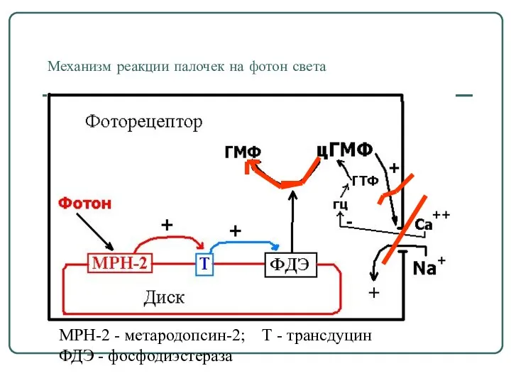 Механизм реакции палочек на фотон света МРН-2 - метародопсин-2; Т - трансдуцин ФДЭ - фосфодиэстераза
