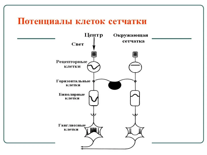 Потенциалы клеток сетчатки