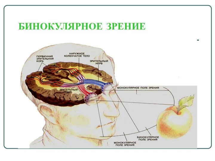 БИНОКУЛЯРНОЕ ЗРЕНИЕ