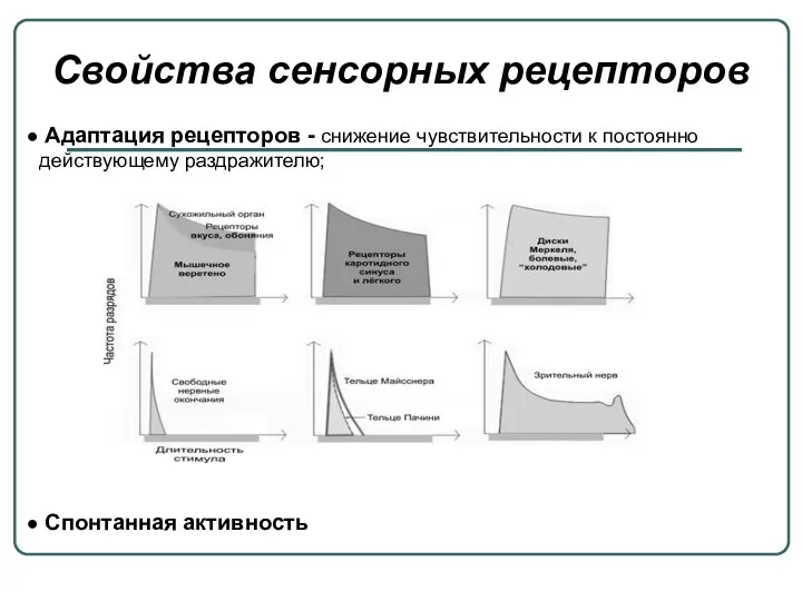 Свойства сенсорных рецепторов Адаптация рецепторов - снижение чувствительности к постоянно действующему раздражителю; Спонтанная активность