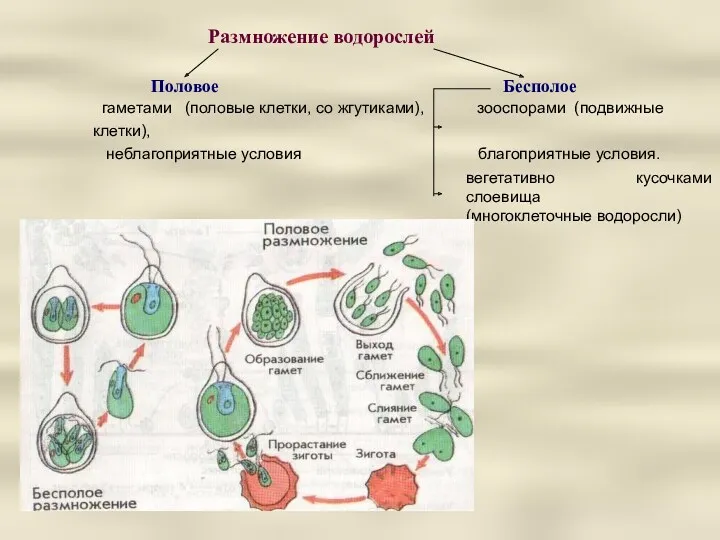 Размножение водорослей Половое Бесполое гаметами (половые клетки, со жгутиками), зооспорами