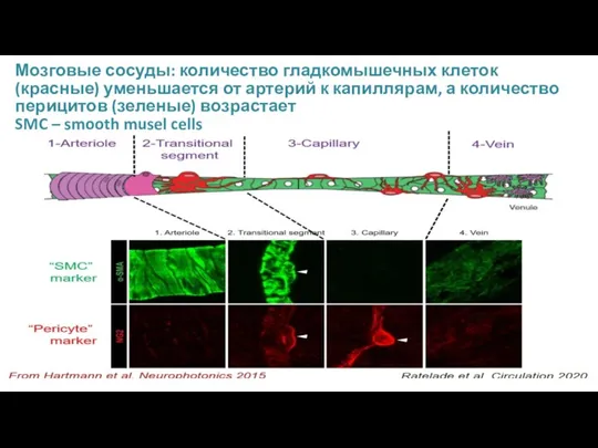 Мозговые сосуды: количество гладкомышечных клеток (красные) уменьшается от артерий к