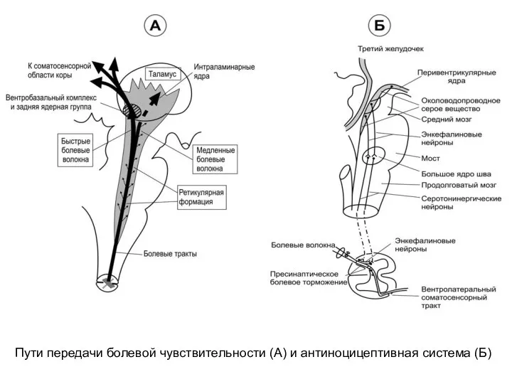 Пути передачи болевой чувствительности (А) и антиноцицептивная система (Б)