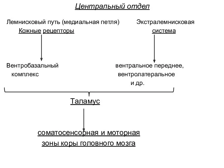 Центральный отдел Лемнисковый путь (медиальная петля) Экстралемнисковая Кожные рецепторы система Вентробазальный вентральное переднее,