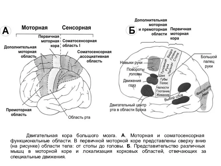 Двигательная кора большого мозга. А. Моторная и соматосенсорная функциональные области. В первичной моторной