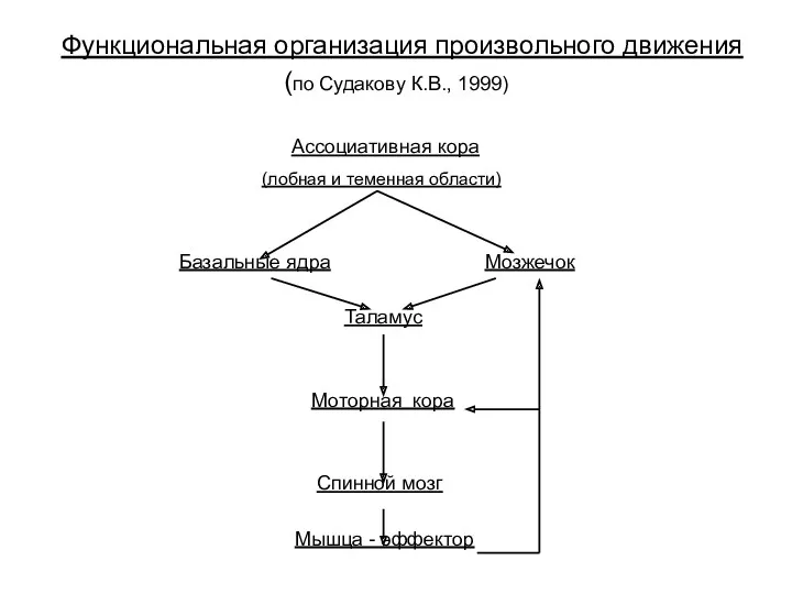 Функциональная организация произвольного движения (по Судакову К.В., 1999) Ассоциативная кора (лобная и теменная