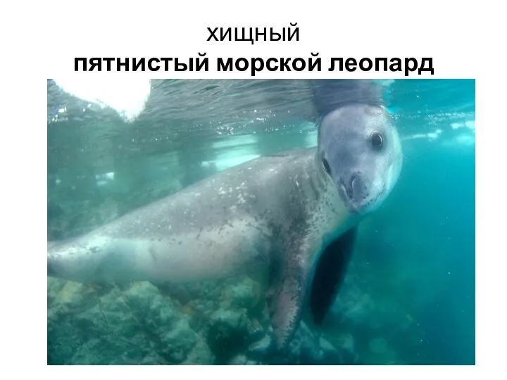 хищный пятнистый морской леопард