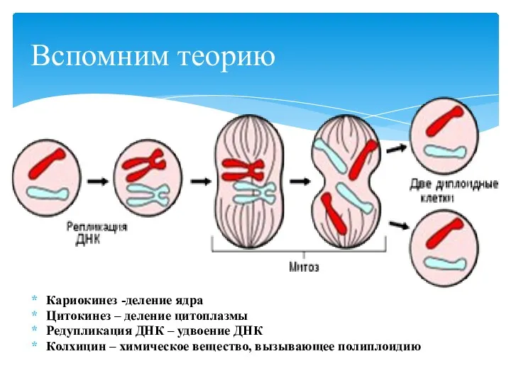 Кариокинез -деление ядра Цитокинез – деление цитоплазмы Редупликация ДНК –