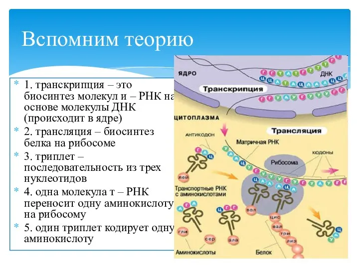 Вспомним теорию 1. транскрипция – это биосинтез молекул и –