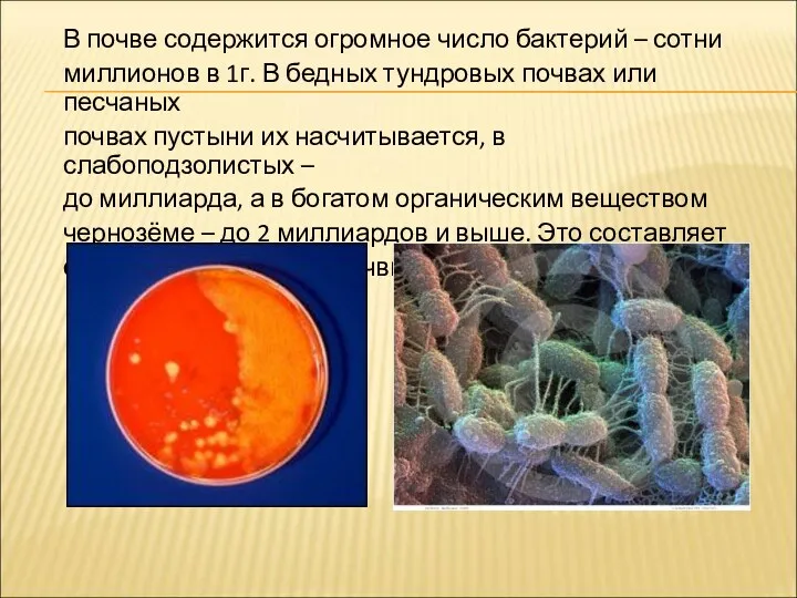 В почве содержится огромное число бактерий – сотни миллионов в