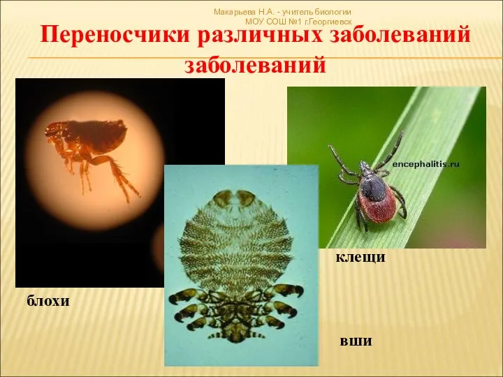 Макарьева Н.А. - учитель биологии МОУ СОШ №1 г.Георгиевск Переносчики различных заболеваний заболеваний блохи вши клещи