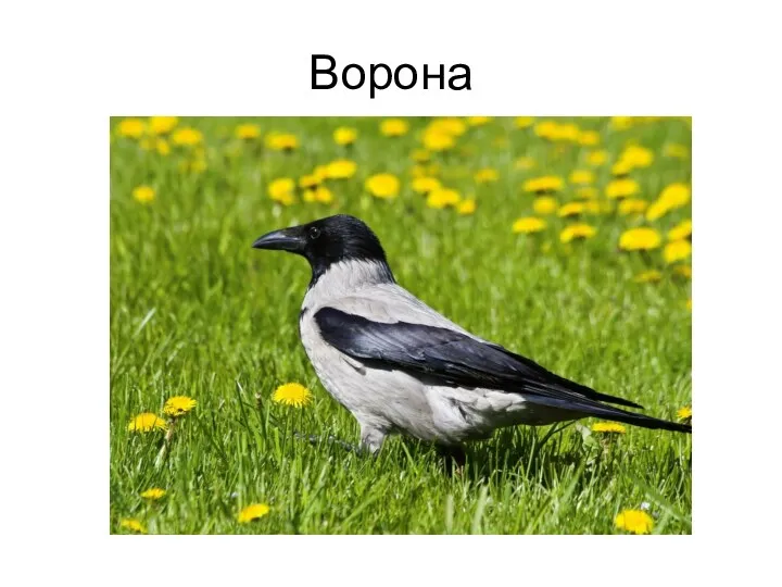 Ворона