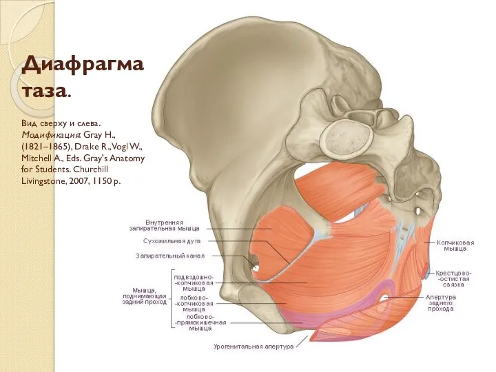 Диафрагма таза. Вид сверху и слева. Модификация: Gray H., (1821–1865),