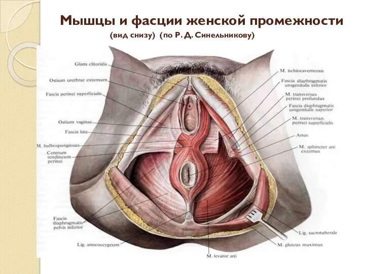 Мышцы и фасции женской промежности (вид снизу) (по Р. Д. Синельникову)