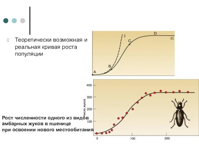 Теоретически возможная и реальная кривая роста популяции Рост численности одного