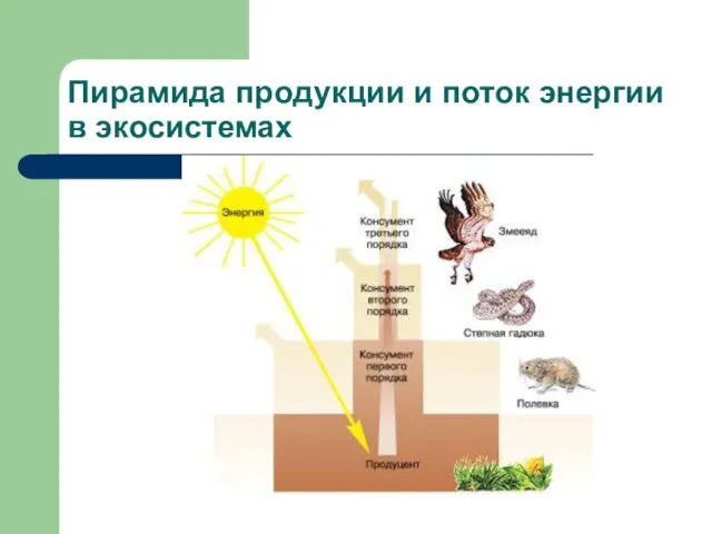 Пирамида продукции и поток энергии в экосистемах
