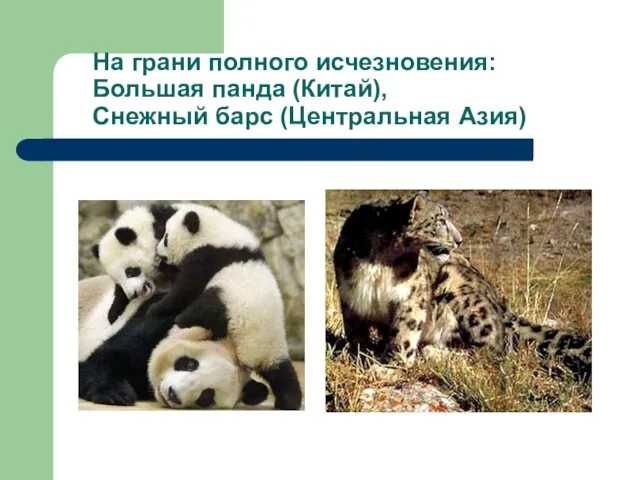 На грани полного исчезновения: Большая панда (Китай), Снежный барс (Центральная Азия)