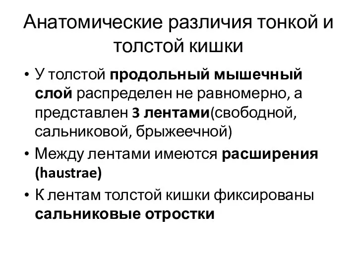 Анатомические различия тонкой и толстой кишки У толстой продольный мышечный