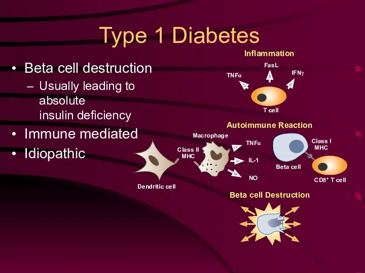 Type 1 Diabetes Beta cell destruction Usually leading to absolute