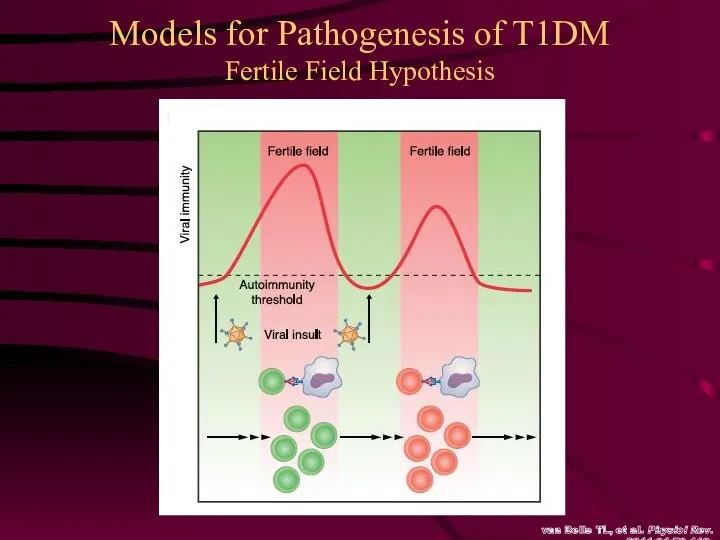 Models for Pathogenesis of T1DM Fertile Field Hypothesis van Belle TL, et al. Physiol Rev. 2011;91:79-118.