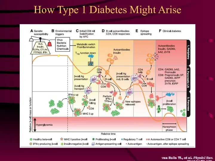How Type 1 Diabetes Might Arise van Belle TL, et al. Physiol Rev. 2011;91:79-118.