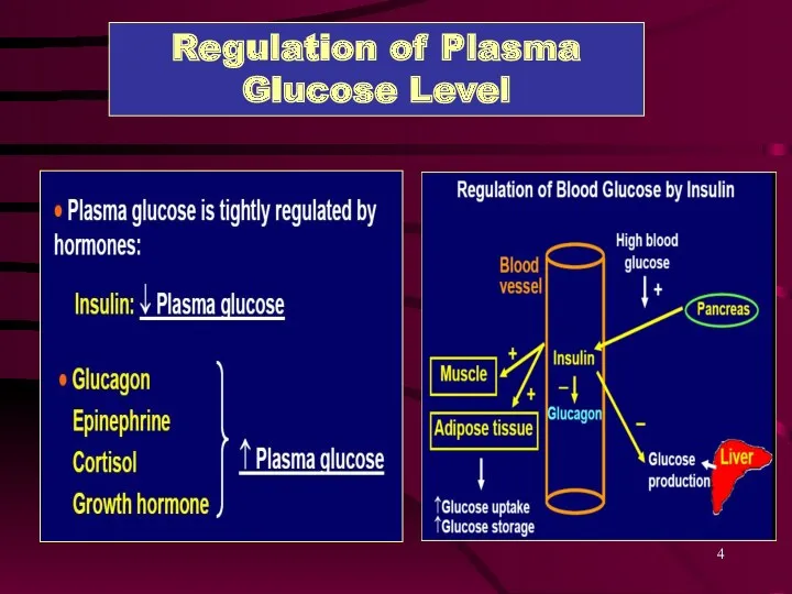 Regulation of Plasma Glucose Level