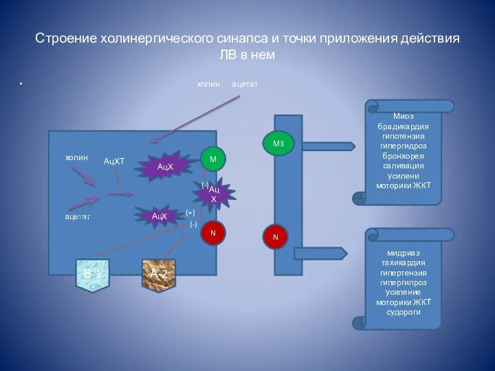 Строение холинергического синапса и точки приложения действия ЛВ в нем