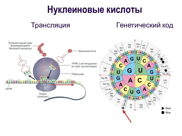Трансляция Генетический код Нуклеиновые кислоты