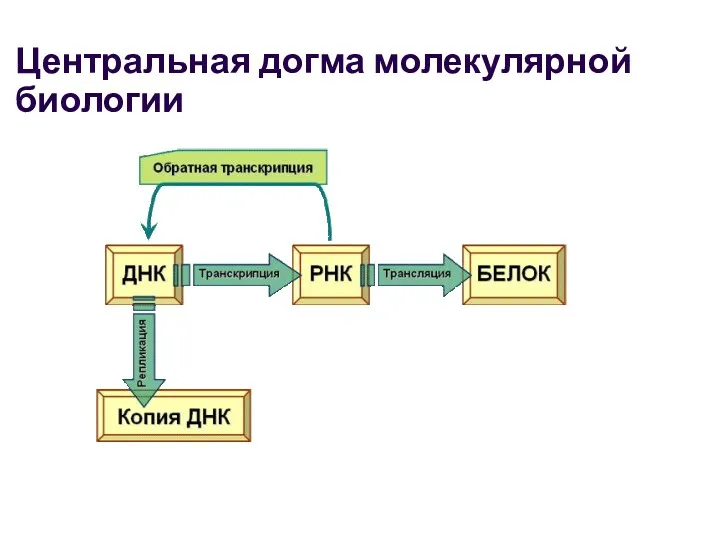 Центральная догма молекулярной биологии