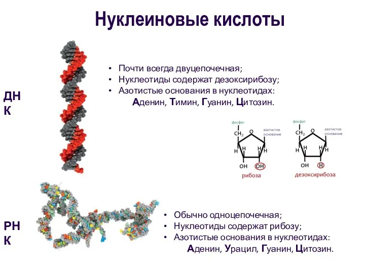 Нуклеиновые кислоты ДНК РНК Почти всегда двуцепочечная; Нуклеотиды содержат дезоксирибозу;